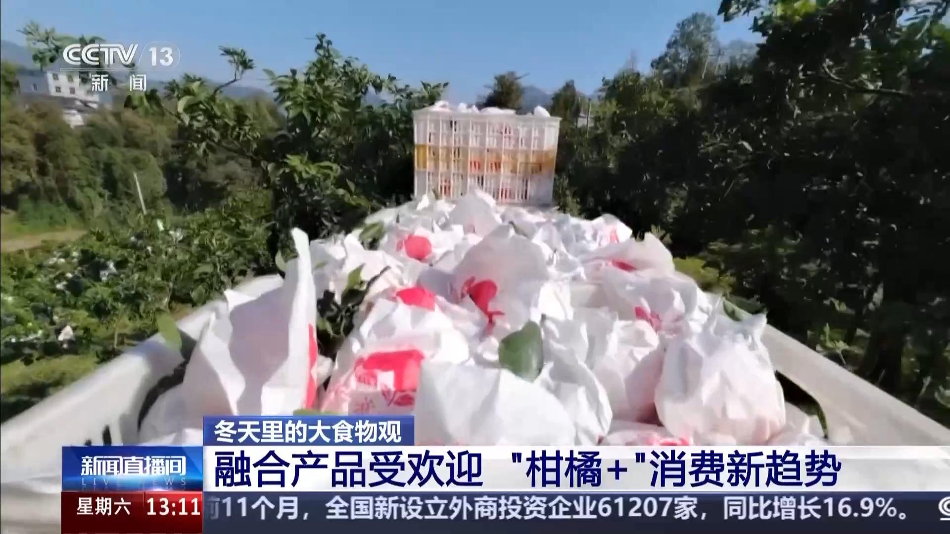 视频丨打破季节束缚 现代农业技术让“柑橘”经济再提速